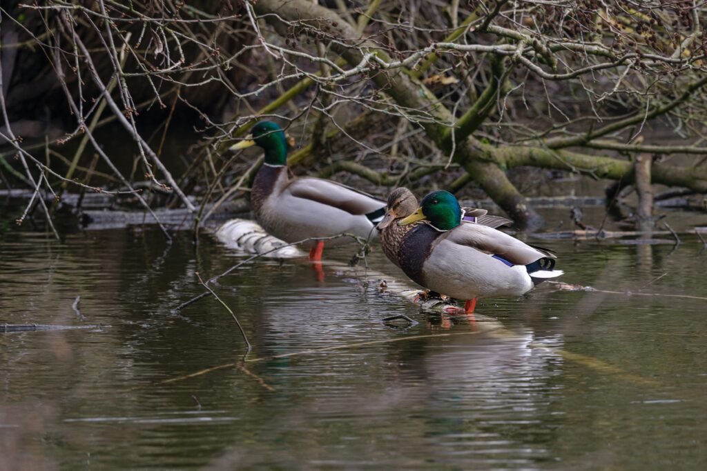 Duck Hunting Hangout NYT